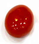 Red Coral ( লাল প্রবাল / लाल मूंगा ) 01