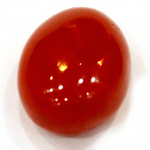 Red Coral ( লাল প্রবাল / लाल मूंगा ) 01