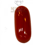 Red Coral ( লাল প্রবাল / लाल मूंगा ) 04