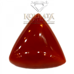 Red Coral ( লাল প্রবাল / लाल मूंगा ) 06