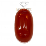 Red Coral ( লাল প্রবাল / लाल मूंगा ) 07