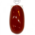 Red Coral ( লাল প্রবাল / लाल मूंगा ) 08